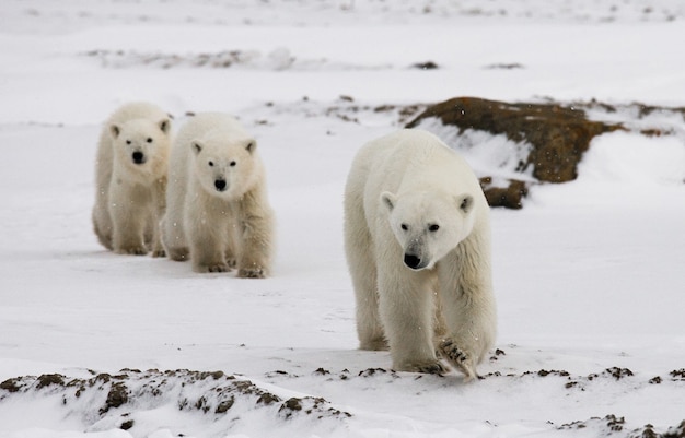 Ours polaire avec un ourson dans la toundra. Canada.