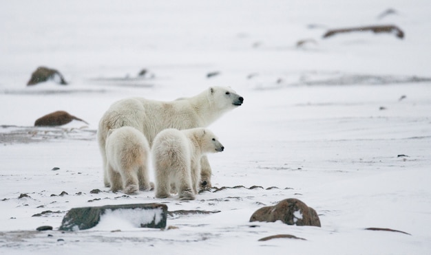 Ours polaire avec un ourson dans la toundra. Canada.