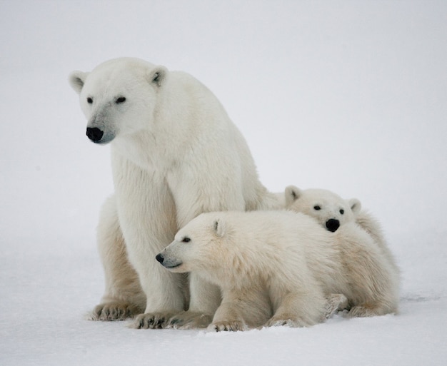 Ours polaire avec un ourson dans la toundra. Canada.