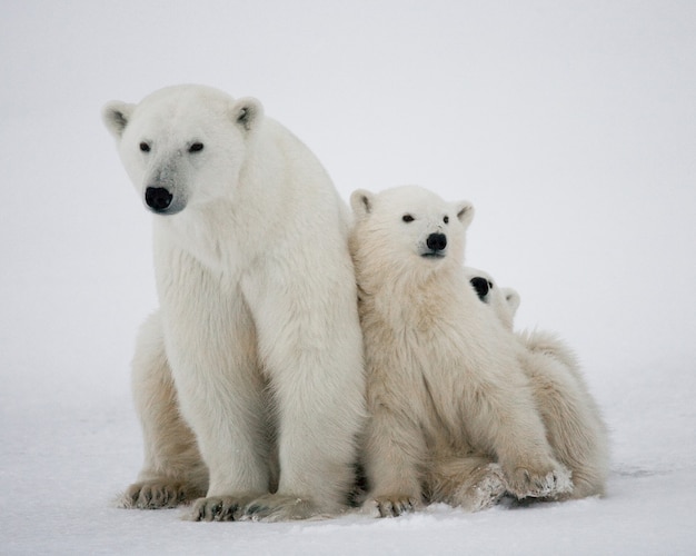 Ours polaire avec un ourson dans la toundra. Canada.