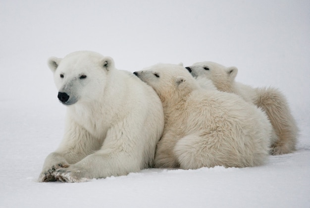 Ours polaire avec un ourson dans la toundra. Canada.