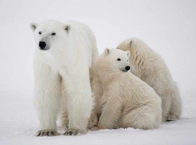 Ours polaire avec un ourson dans la toundra. Canada.