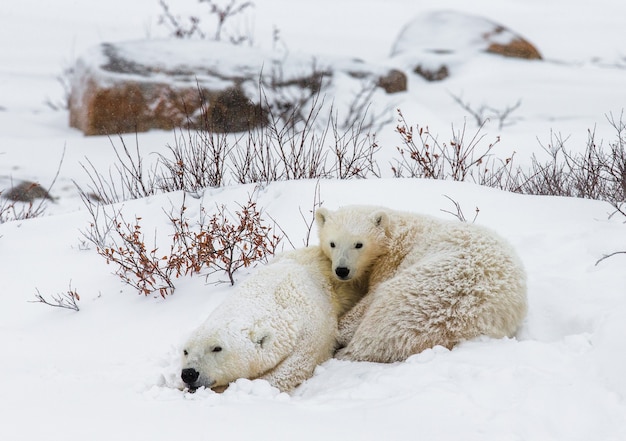 Ours polaire avec un ourson dans la toundra. Canada.