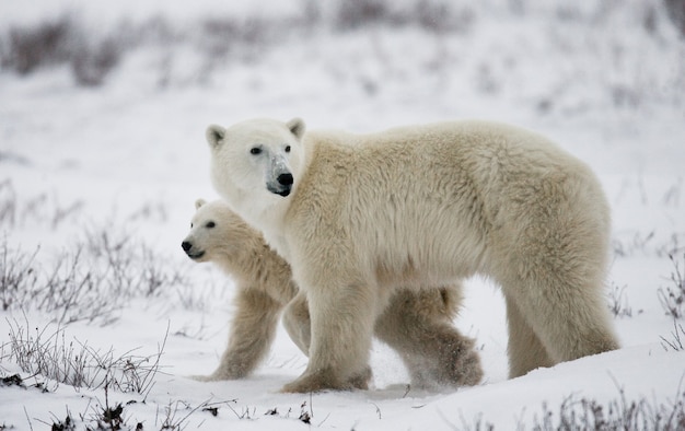 Ours polaire avec un ourson dans la toundra. Canada.