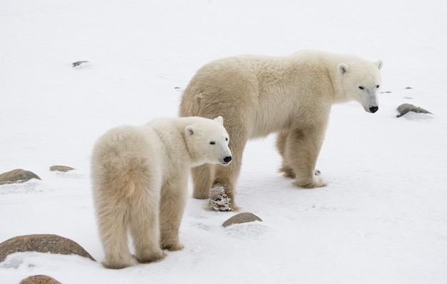 Ours polaire avec un ourson dans la toundra. Canada.