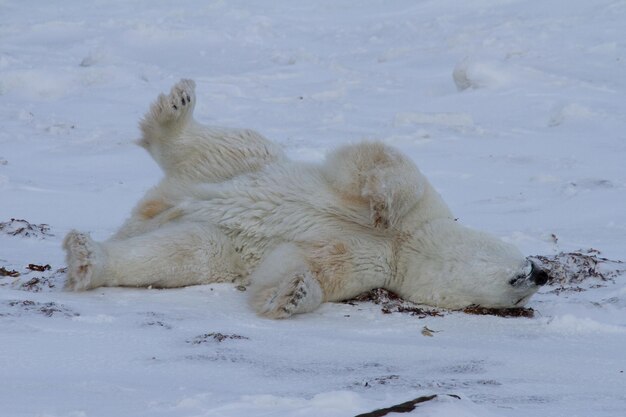 Un ours polaire qui se roule dans la neige avec les pattes en l'air tout en bâillant ou en grognant