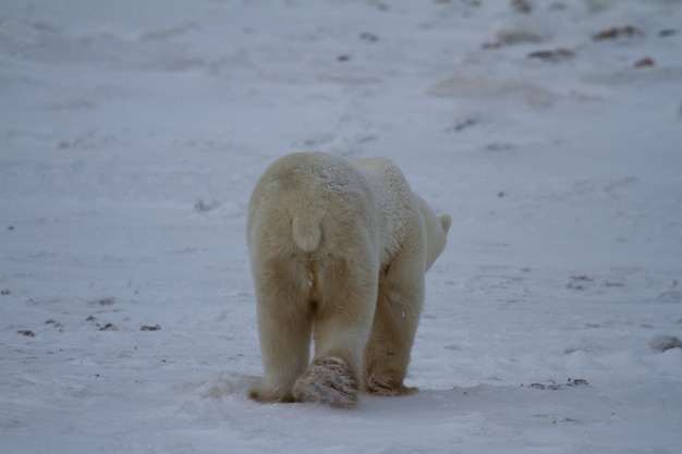 Un ours polaire s'éloignant sur la neige par temps couvert, près de Churchill, Manitoba Canada