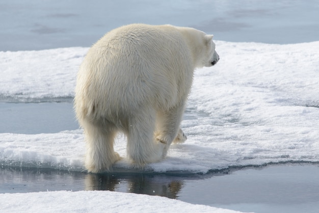 Ours polaire sauvage sur la banquise dans l'Arctique