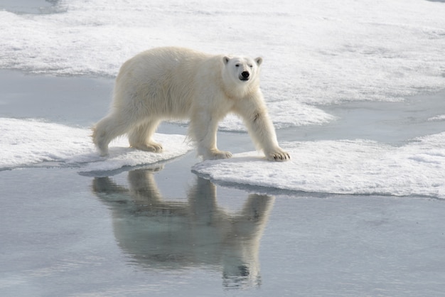 Ours polaire sauvage sur la banquise dans l'Arctique