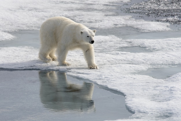 Ours polaire sauvage sur la banquise dans l'Arctique