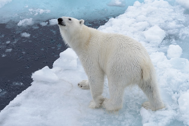 Ours Polaire Sauvage Sur La Banquise Dans La Mer Arctique Du Haut, Vue Aérienne