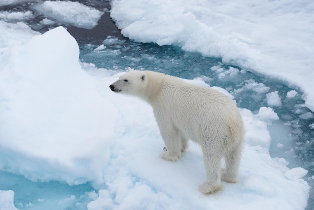 Ours polaire sauvage sur la banquise dans la mer Arctique à partir de la vue aérienne supérieure