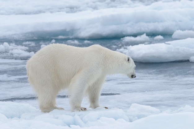 Ours polaire sauvage sur la banquise dans la mer Arctique se bouchent