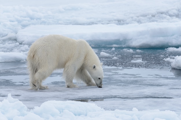 Ours polaire sauvage sur la banquise dans la mer Arctique se bouchent