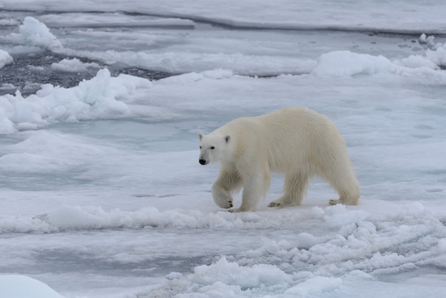 Ours polaire sauvage sur la banquise dans la mer Arctique