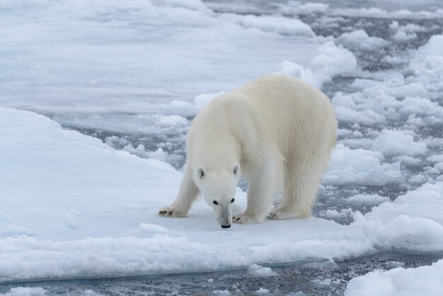 Ours polaire sauvage sur la banquise dans la mer Arctique