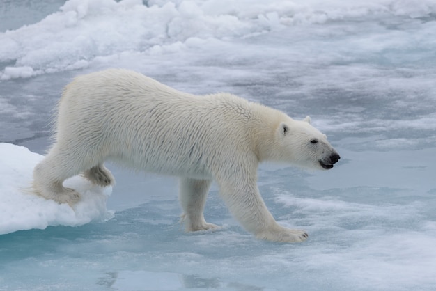 Ours polaire sauvage sur la banquise dans la mer Arctique