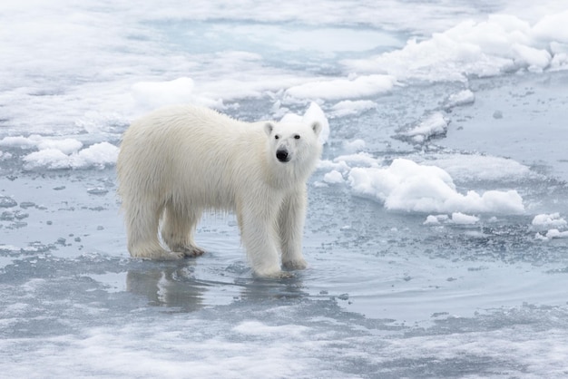 Ours polaire sauvage sur la banquise dans la mer Arctique