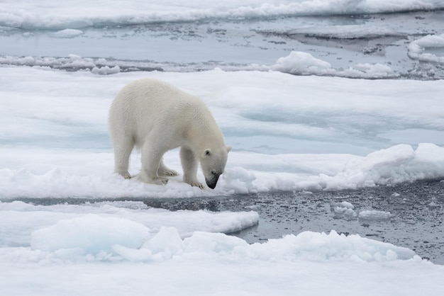 Ours polaire sauvage regardant dans l'eau sur la banquise en mer arctique