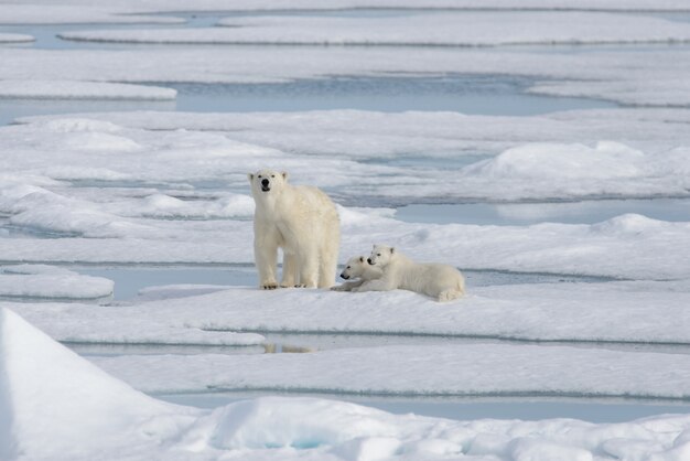Ours polaire sauvage (Ursus maritimus) mère et ourson sur la banquise