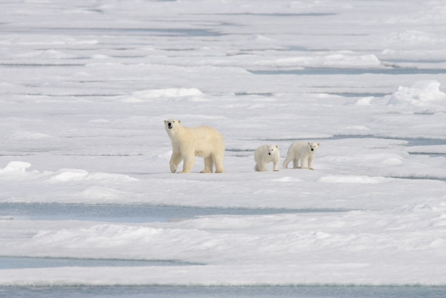 Ours polaire sauvage (Ursus maritimus) mère et ourson sur la banquise