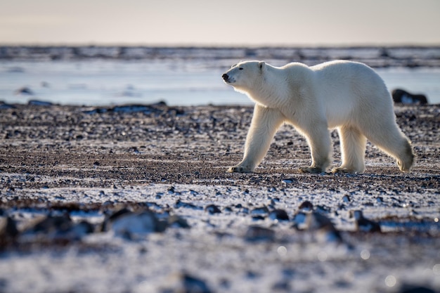 L'ours polaire traverse la toundra enneigée au soleil