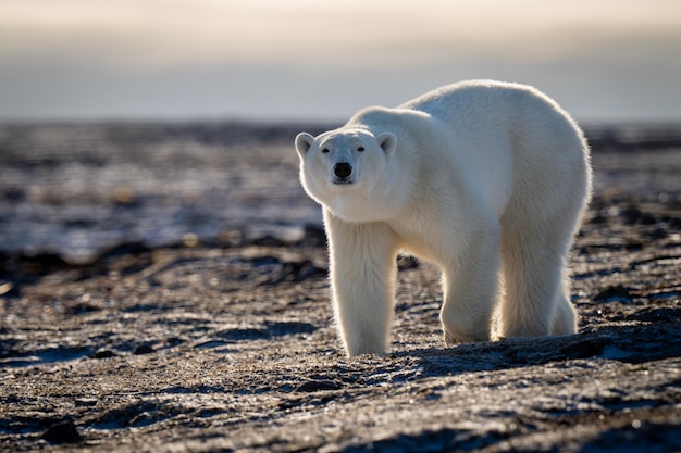 L'ours polaire traverse la toundra en regardant la caméra.
