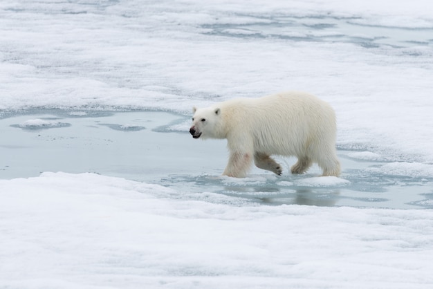 Ours polaire (Ursus maritimus) allant sur la banquise au nord de l'île du Spitzberg