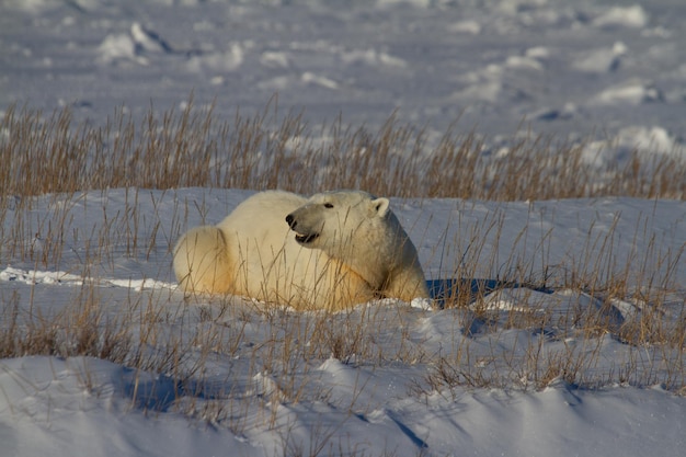 Ours polaire ou Ursus maritimus allongé sur la neige entre l'herbe arctique, près de Churchill, Manitoba