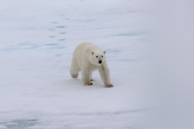 Ours polaire (Ursus maritimus) sur la banquise au nord de l'île du Spitzberg