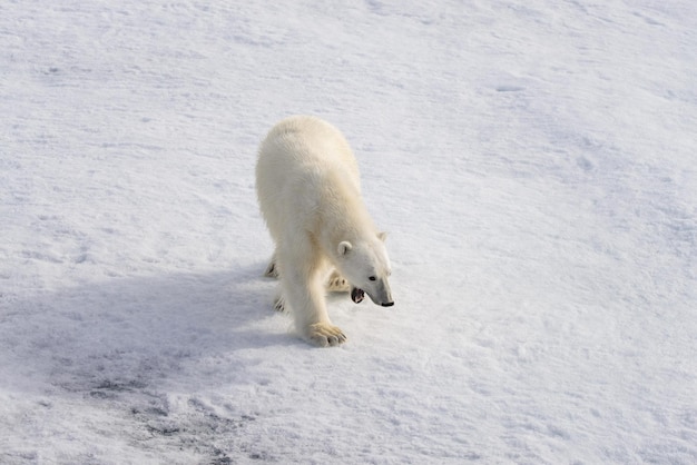 L'ours polaire Ursus maritimus sur la banquise au nord de l'île de Spitzberg Svalbard Norvège Scandinavie Europe