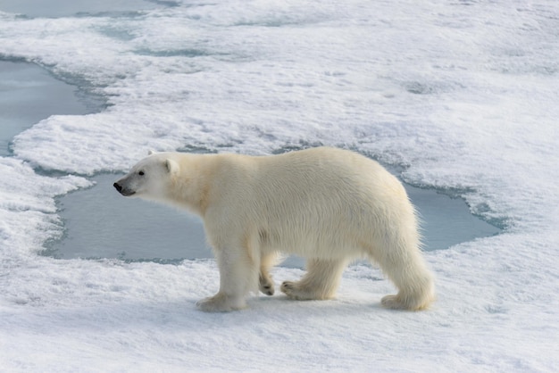 L'ours polaire Ursus maritimus sur la banquise au nord de l'île de Spitzberg Svalbard Norvège Scandinavie Europe