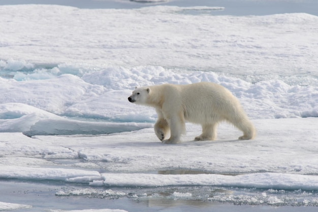 L'ours polaire Ursus maritimus sur la banquise au nord de l'île de Spitzberg Svalbard Norvège Scandinavie Europe