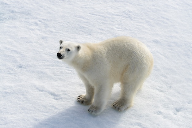 Ours polaire Ursus maritimus sur la banquise au nord de l'île de Spitzberg Svalbard Norvège