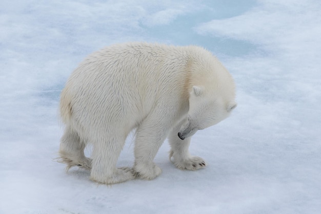 Ours polaire Ursus maritimus sur la banquise au nord de l'île de Spitzberg Svalbard