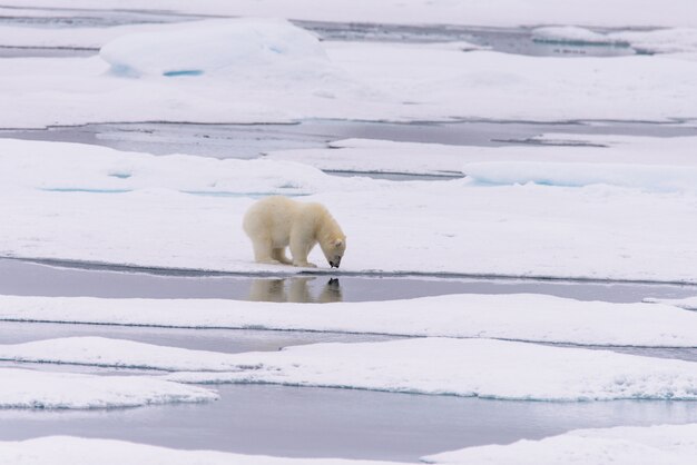 Photo ours polaire (ursus maritimus) cub sur la banquise, au nord de la norvège arctique du svalbard