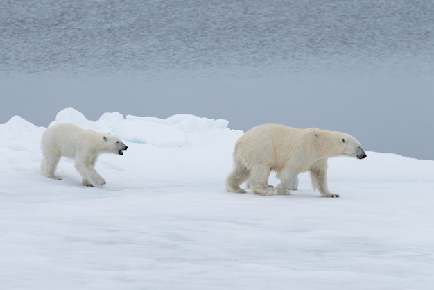 Ours polaire (Ursus maritimus) mère et ourson sur la banquise