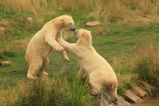 L'ours polaire