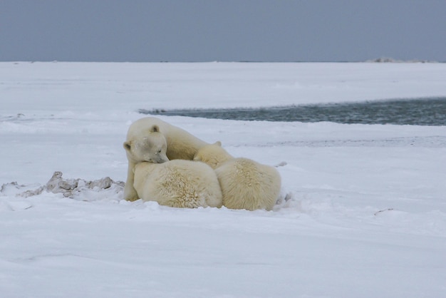 L'ours polaire