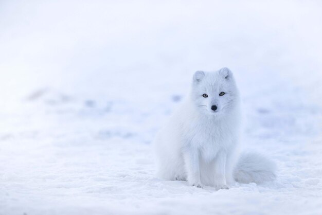 L'ours polaire