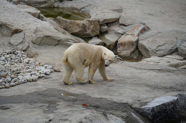 L'ours polaire