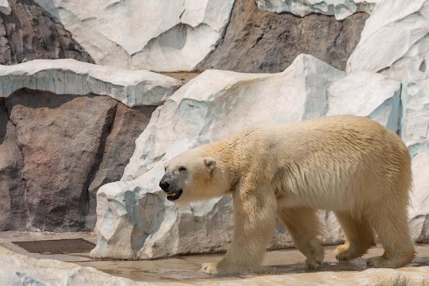 L'ours polaire