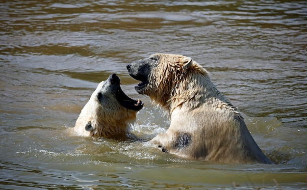 Ours polaires se battant dans un lac dans un parc animalier