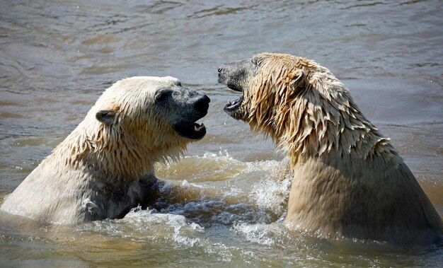 Ours polaires se battant dans un lac dans un parc animalier