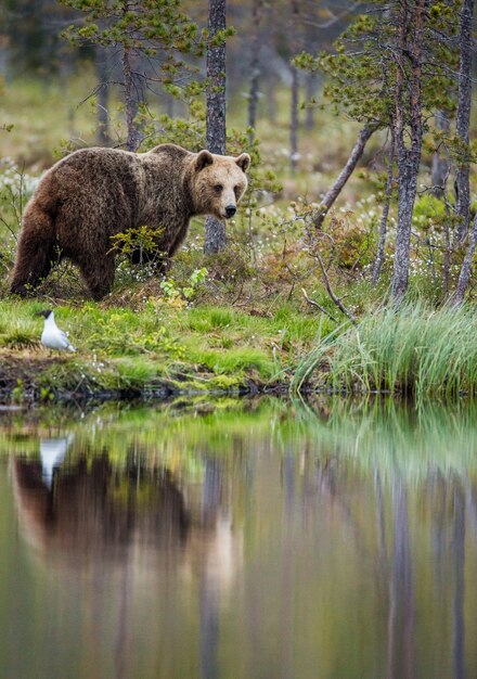 Ours près d'un lac de la forêt avec réflexion sur un beau fond de forêt