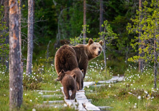 Ours avec trois petits dans la forêt