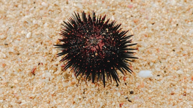 Oursin sur le sable de la plage à Gunungkidul