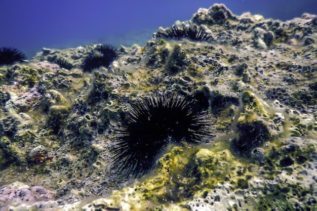 Des oursins sous-marins sur un rocher