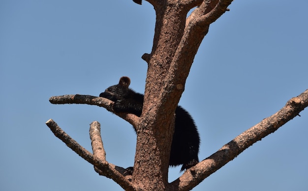 Ourson noir mignon dormant sur une branche d'arbre en été