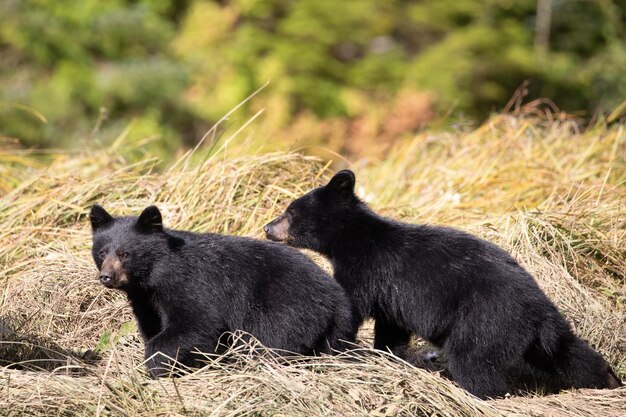 Photo des oursons noirs marchent le long d'un remblai herbeux par une chaude journée d'été au canada